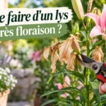 Que faire d’un lys après floraison ?