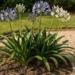 Quand planter les agapanthes ?