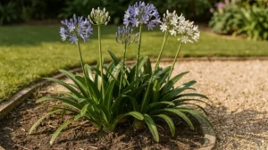 Quand planter les agapanthes ?