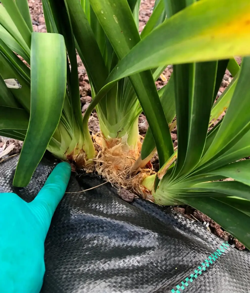 Plan rapproché sur des feuilles longues et vertes d'agapanthus sortant d'une base fibreuse, au milieu du paillage.