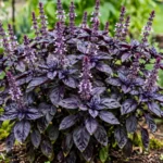 Basilic pourpre : culture et utilisation