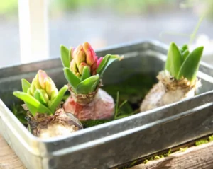 Jacinthe : plantation et entretien après floraison