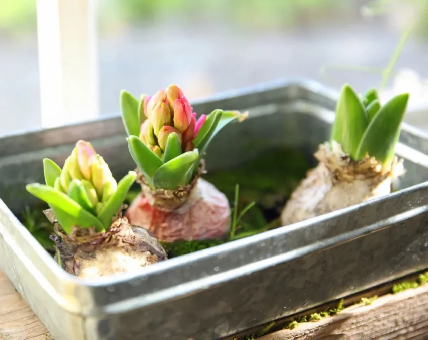 Gros plan sur des jacinthes en pots avec bourgeons rose orangé et feuilles vertes dans bac métallique sur table en bois, fond flou