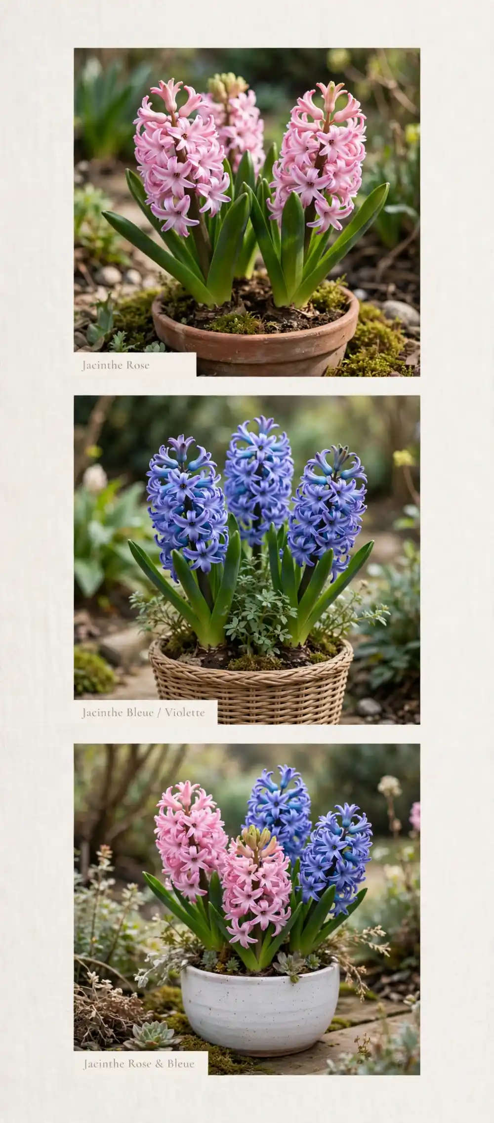 Jacinthe : plantation et entretien après floraison 2 Trois panneaux montrent des jacinthes en pots variés: rose, bleues et mélange rose et bleu.
